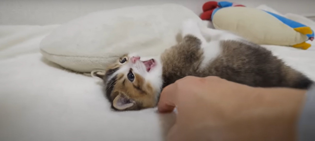 ちょっかいをかけられるニコちゃん