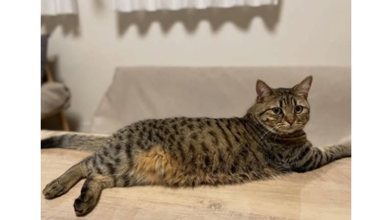 室内にいる猫
