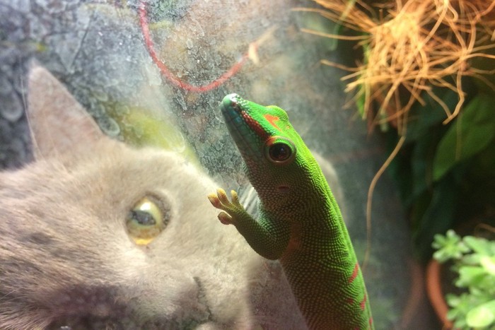 水槽の中のトカゲを見る猫