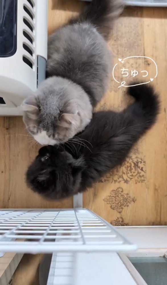 鼻チューする2匹