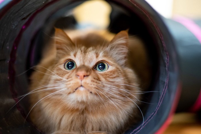 トンネルの中の猫
