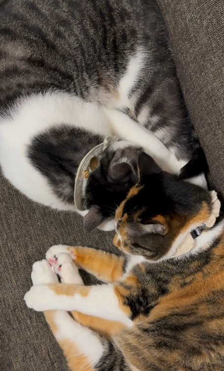 頭をくっつけて寝ている鯖白猫と三毛猫