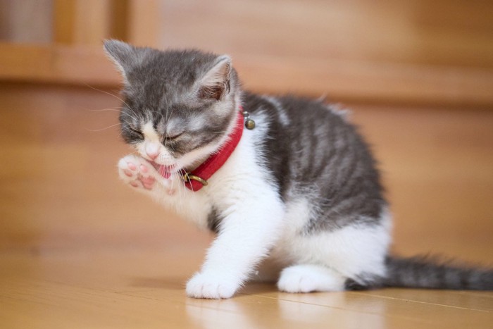 前足を舐める子猫