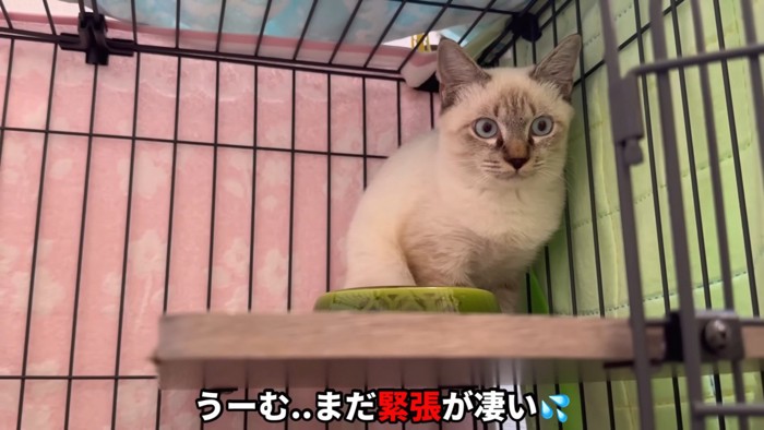 「うーむ…まだ緊張が凄い」