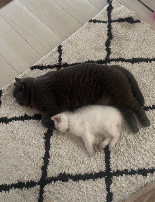 寝ている2匹の猫