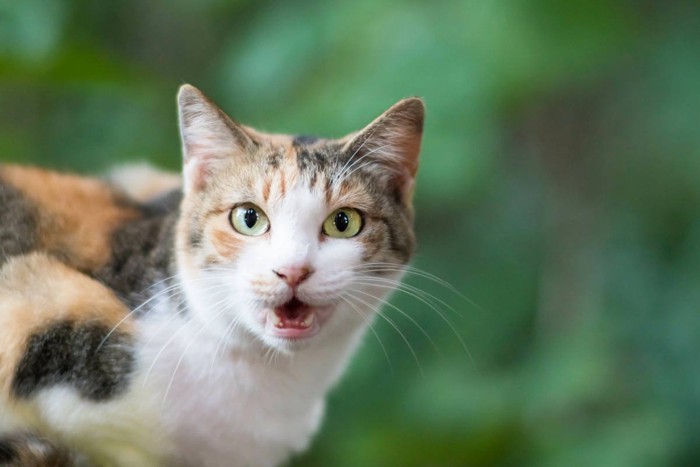 鳴いている三毛猫