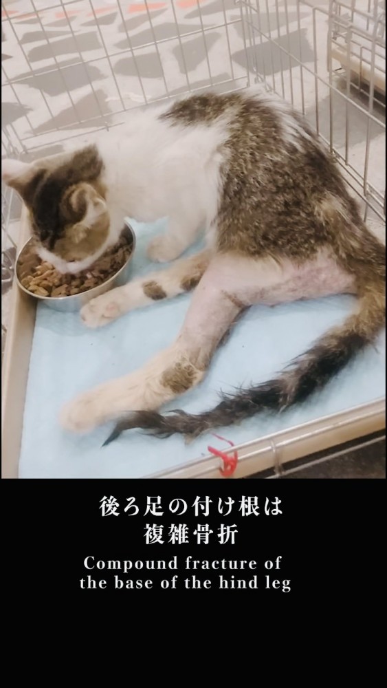 ケージの中でごはんを食べるキジ白猫