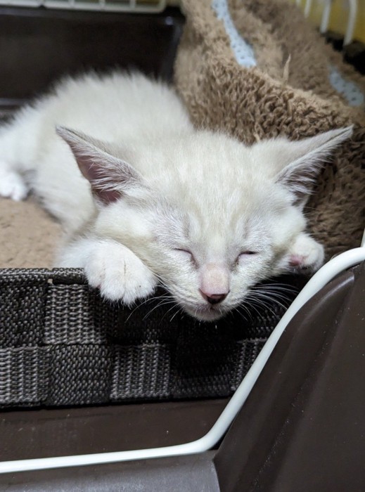 カゴの中で眠る白い子猫