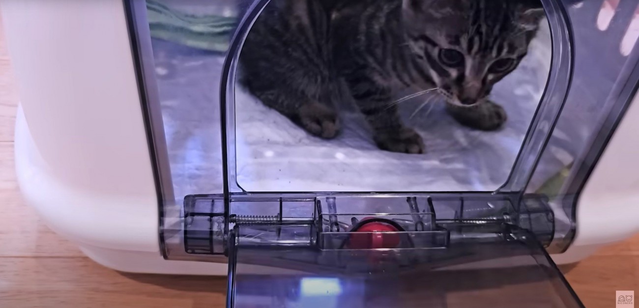 キャリーバッグの中にいる子猫