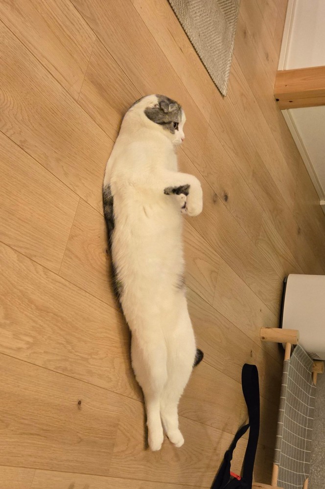 変な寝方をする猫