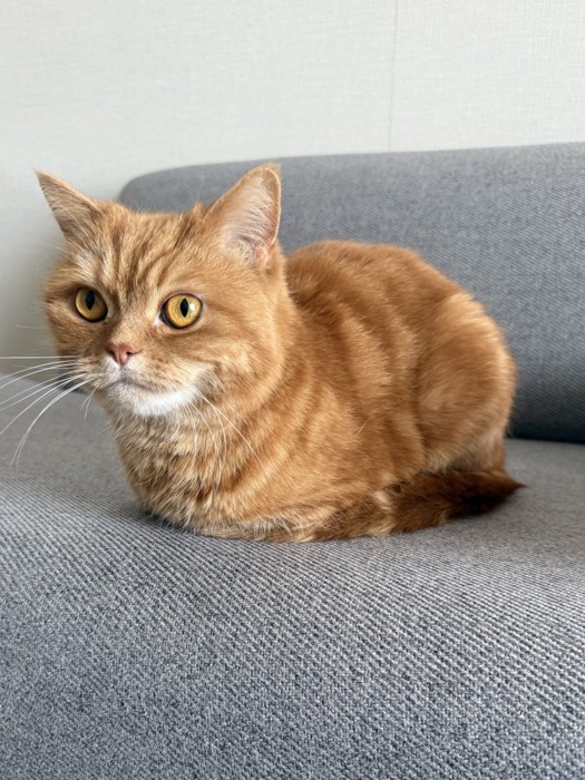 お座りするにゃむちゃん