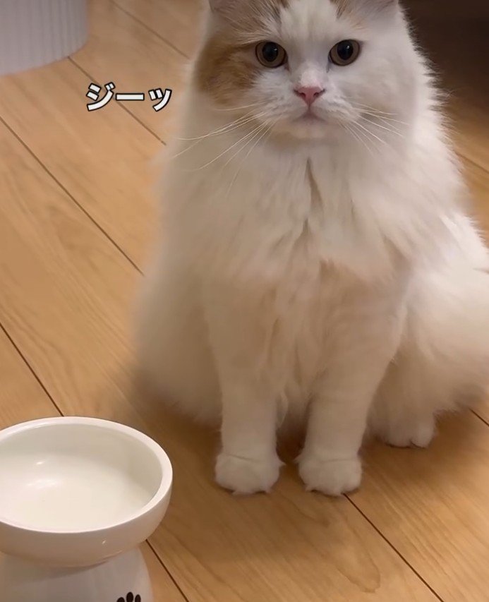 餌待ちの猫