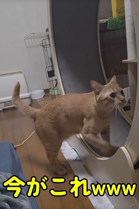 キャットホイールを回す猫