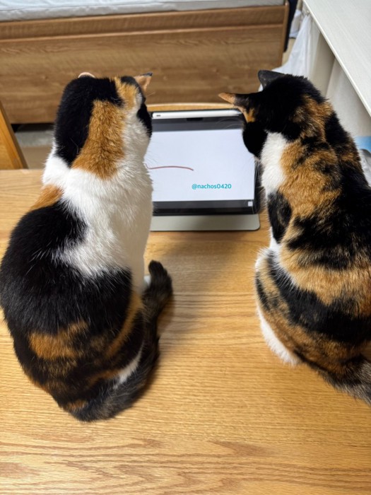 並ぶ2匹の猫の背中