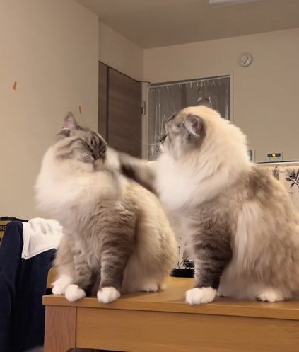 顔面に一撃を食らう兄猫