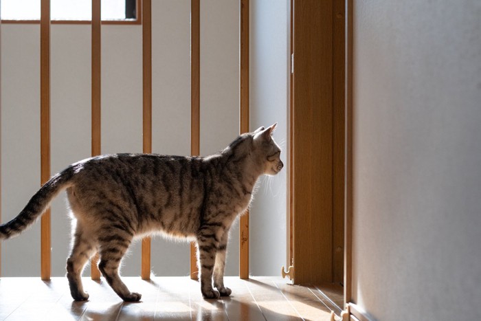 部屋の入り口の前で待っている猫