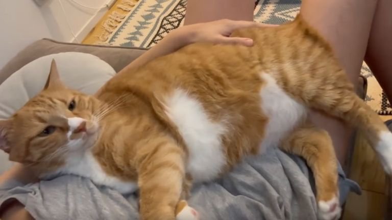 飼い主に甘える猫