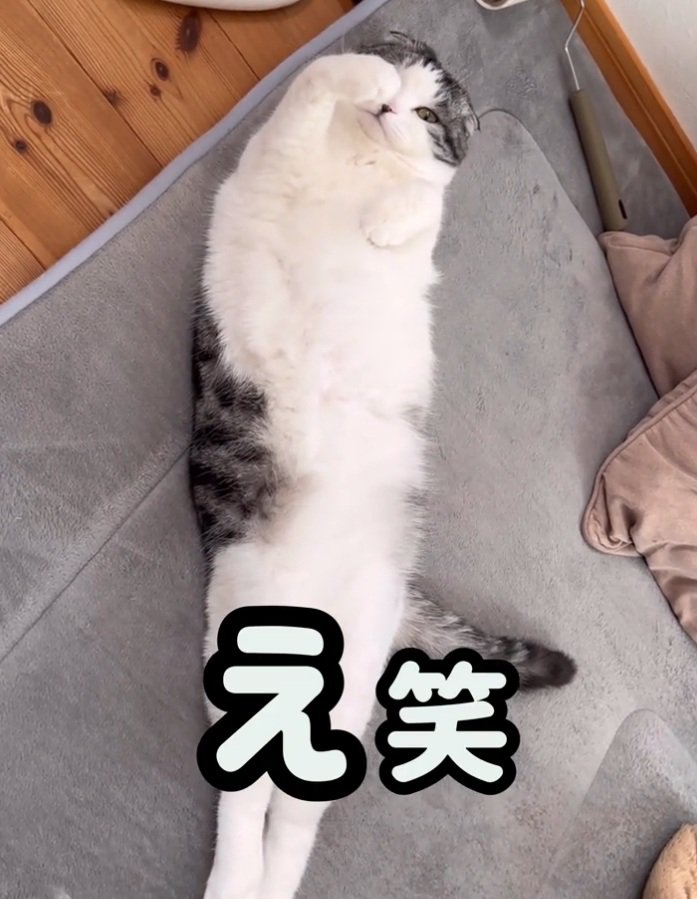 セクシーな寝方の猫