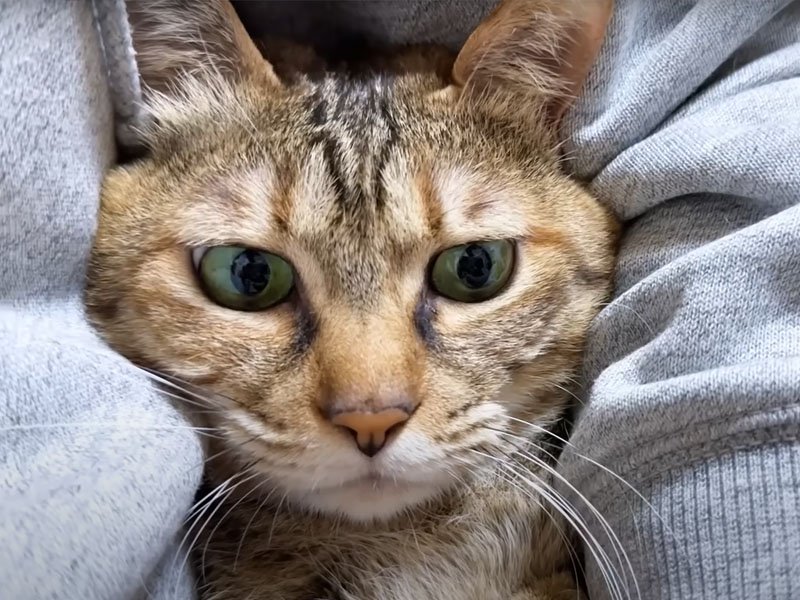 爪を切られる猫