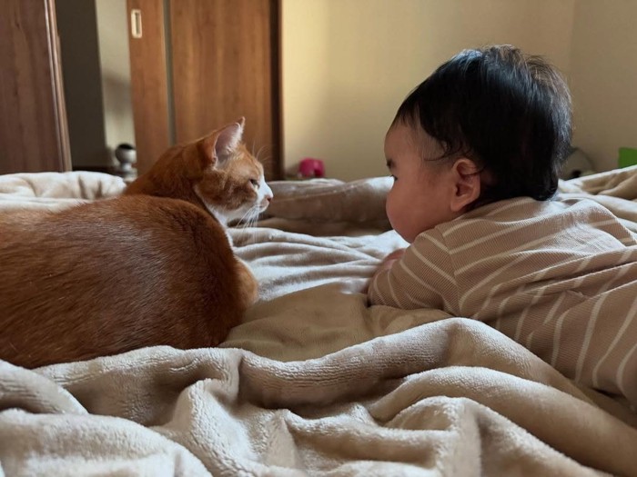 こどもと見つめ合う猫