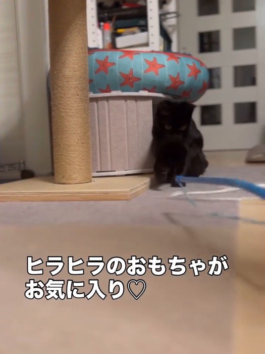おもちゃに前足を伸ばす猫