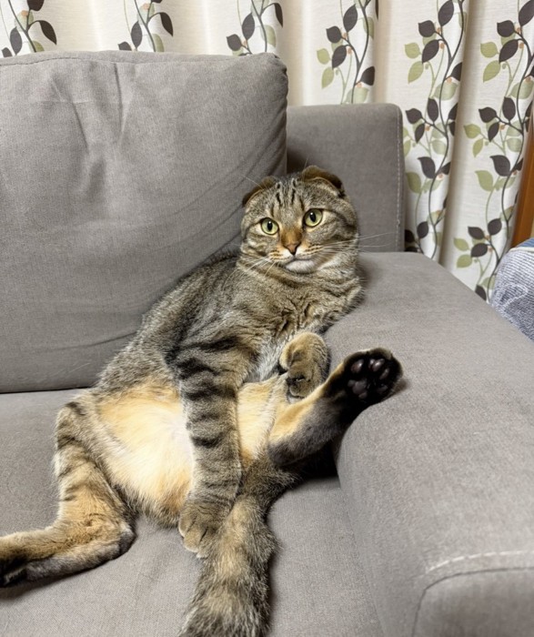 独特な座り方をする猫