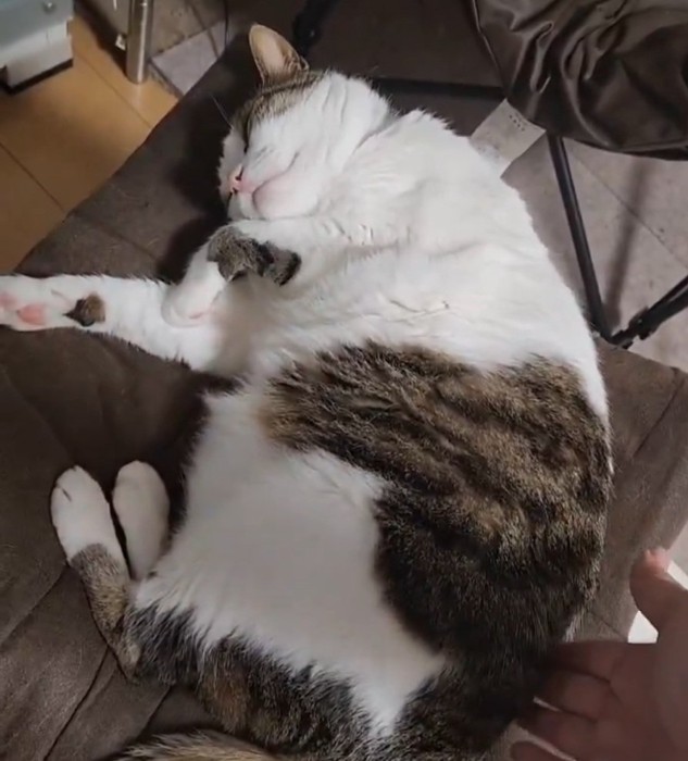 飼い主さんに触られる猫