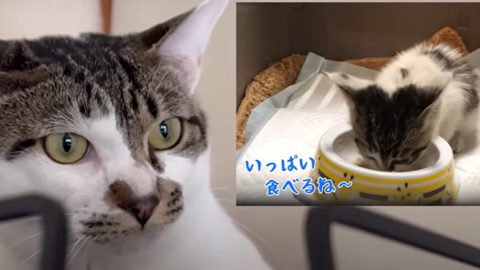 子猫時代と現在の姿