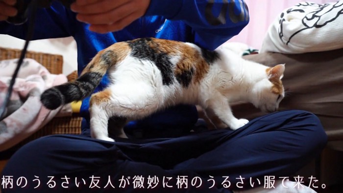 匂いを嗅ぐ猫