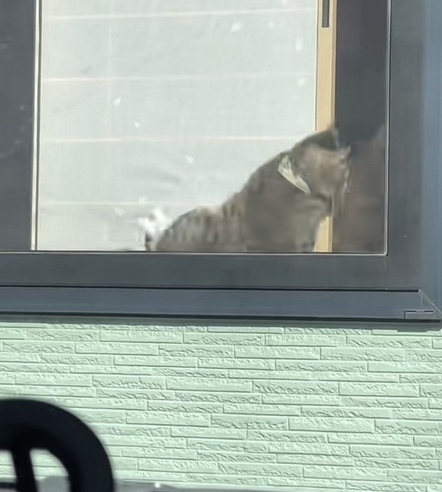 クラクションに驚いてこけるキジトラ猫