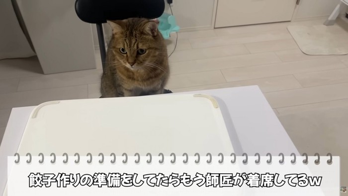 椅子に座っている猫