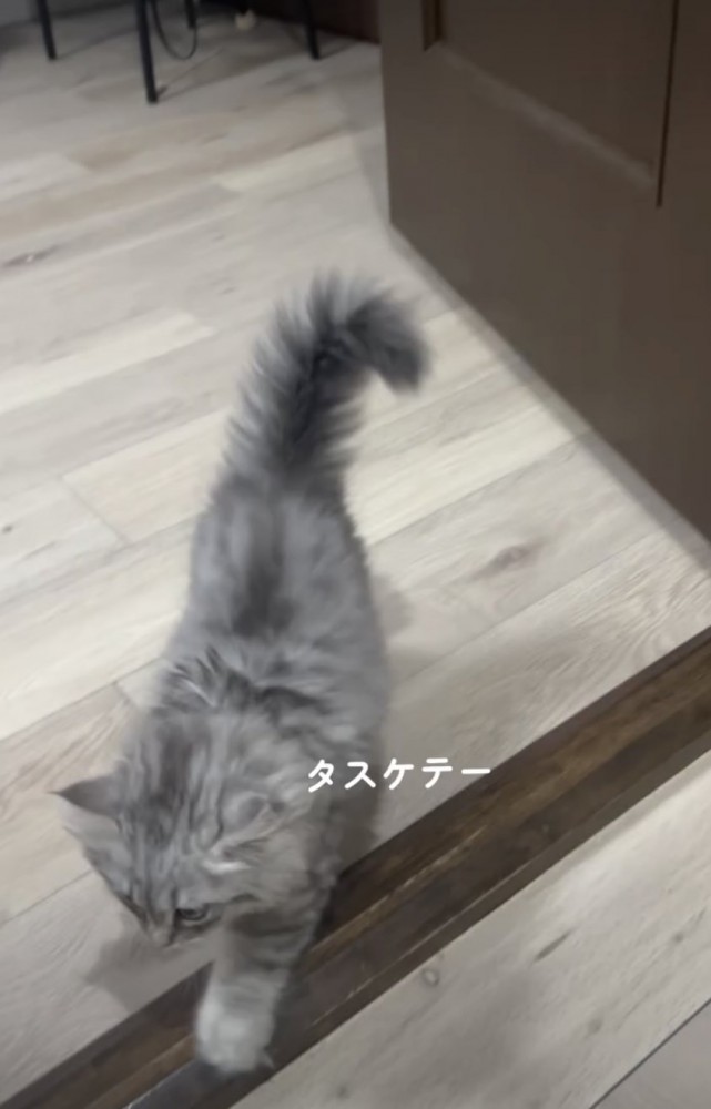 早々に諦める子ネコ