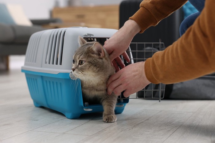 キャリーから出て来る猫