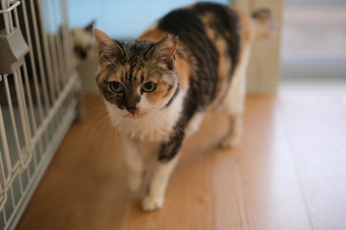 室内にいる三毛猫