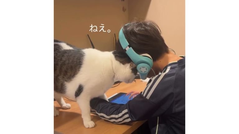 男の子と猫