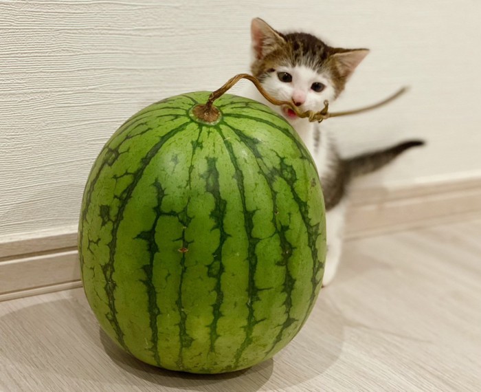 子猫の頃のセロイくん