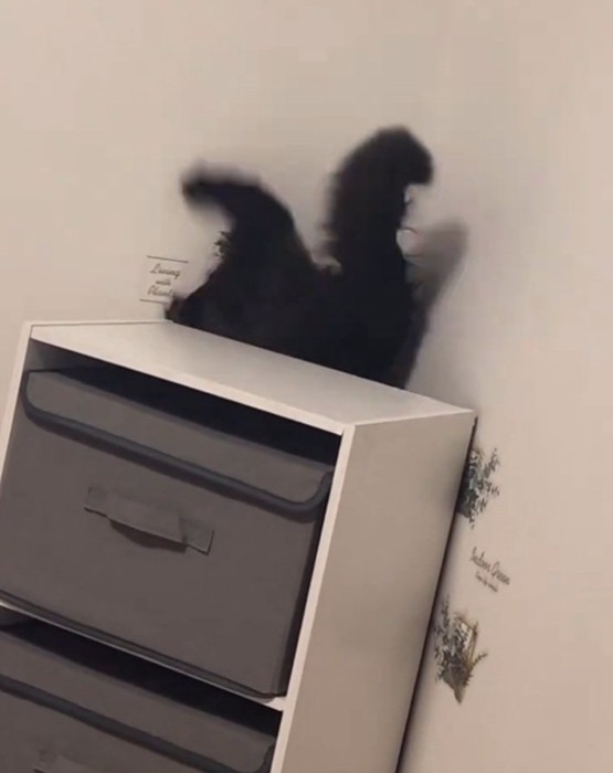 ジタバタするジジちゃん