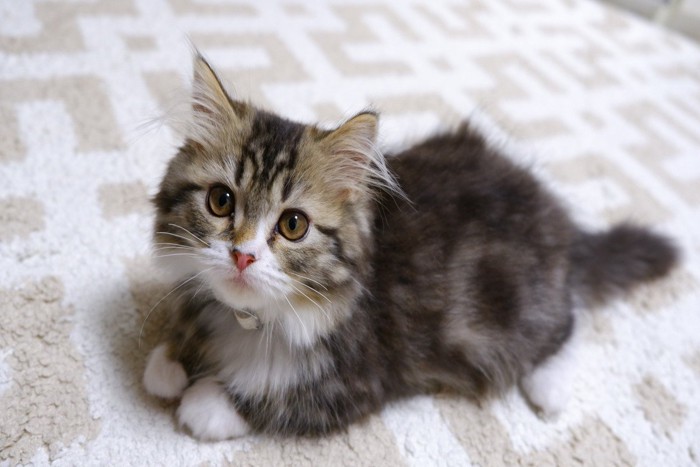 ミヌエットの子猫