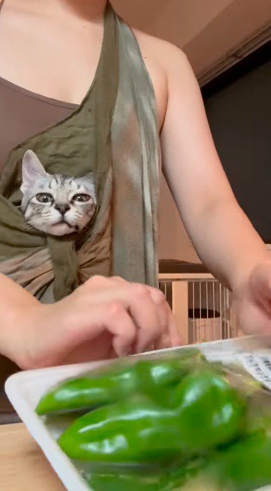 台所に置かれたピーマンを見つめる子猫