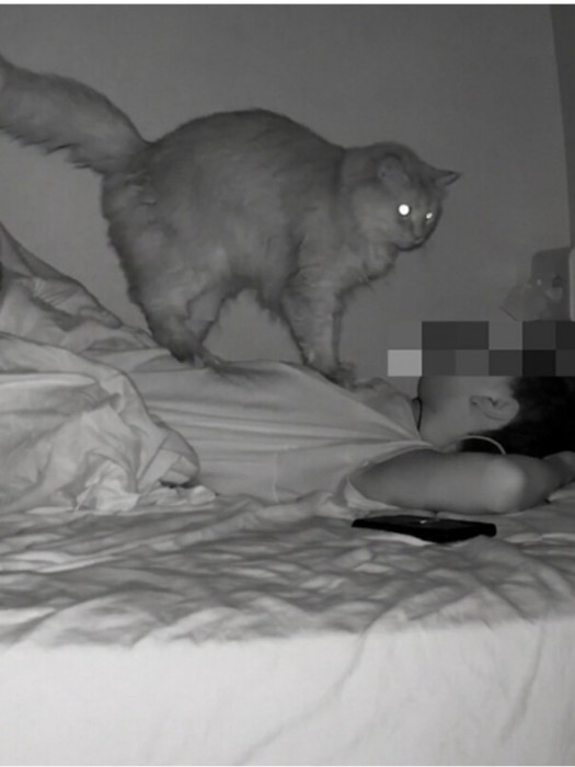 ベッドに横たわる人の上に乗る2匹の猫