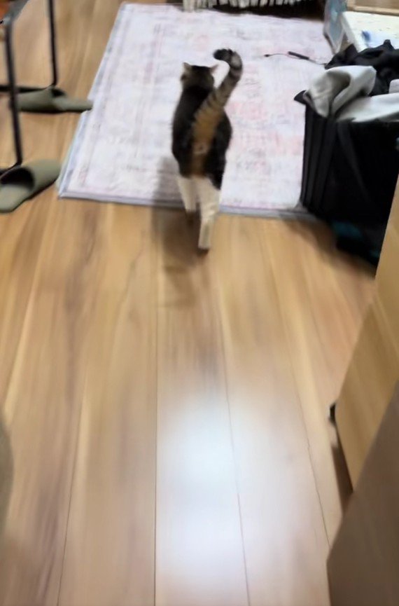 出迎える猫