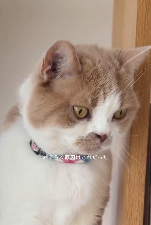 遠くを見つめる猫