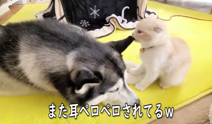 ハスキーの耳をなめる子猫