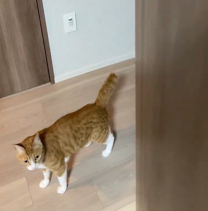 少し膨らんだしっぽ