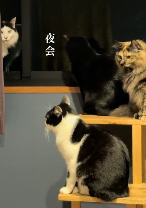 集合している4匹の猫