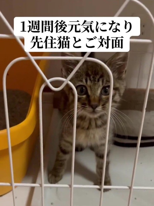 丸い目の子猫