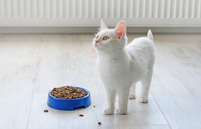 ご飯の横に立っている子猫