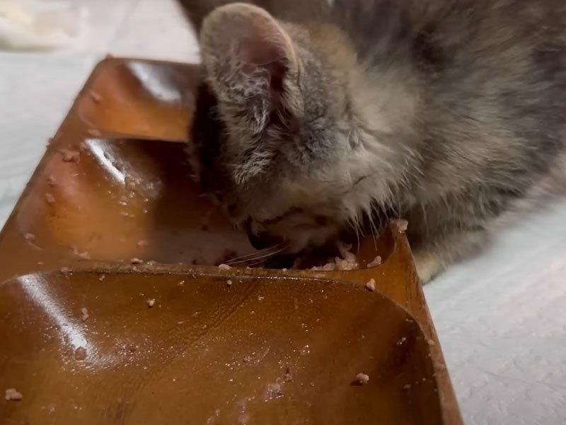 ご飯を食べ終わった子猫