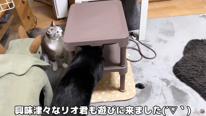 興味津々なリオくん