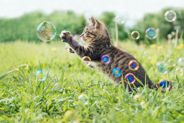 シャボン玉で遊ぶ猫